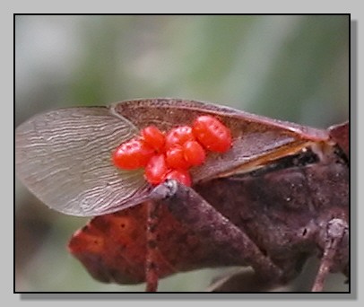 Coreus marginatus con parassiti?